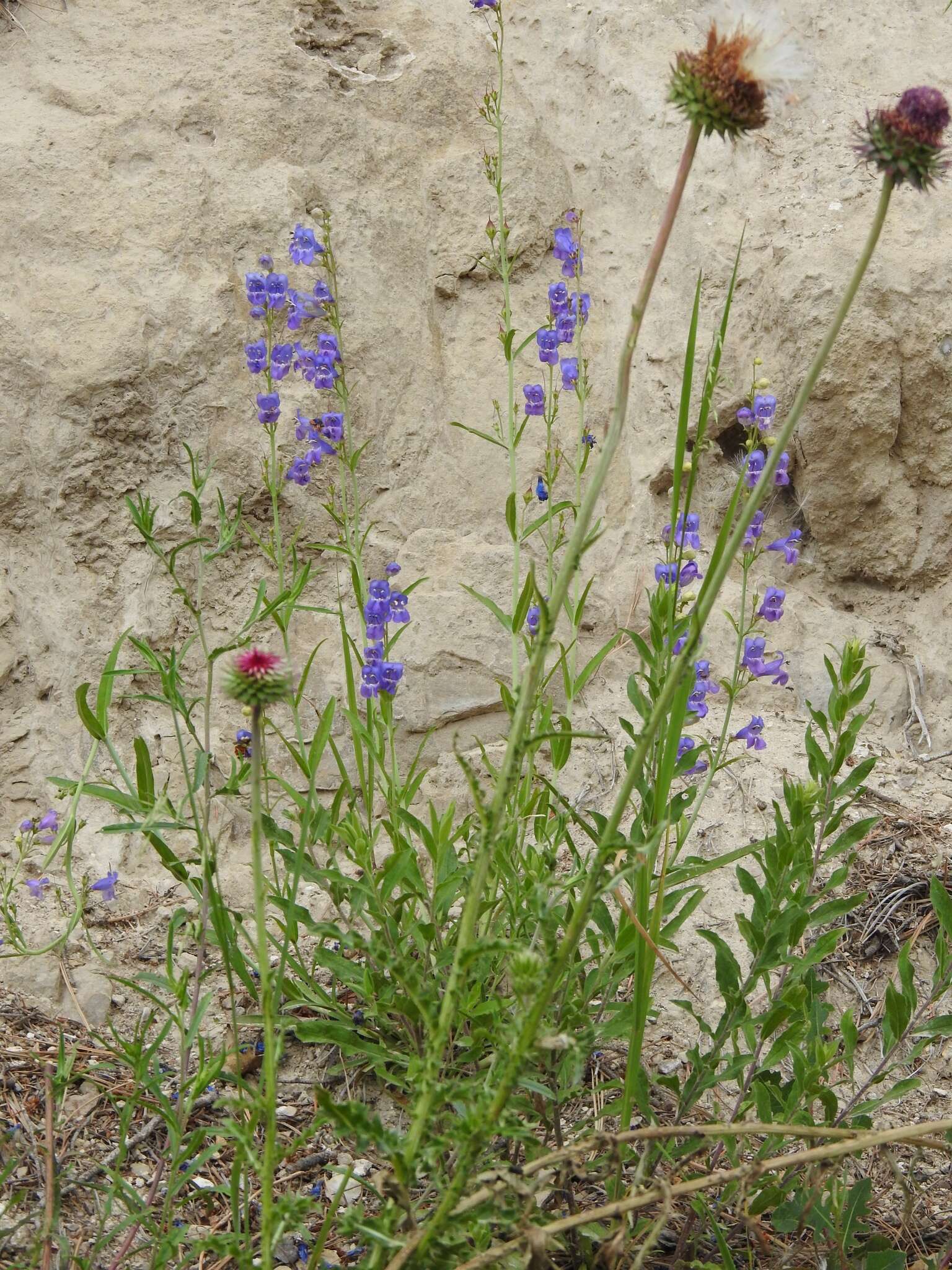 Image of New Mexico beardtongue