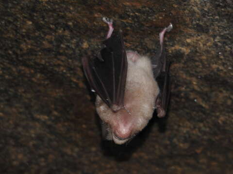 Image of Hipposideros speoris (Schneider ex Schreber 1800)