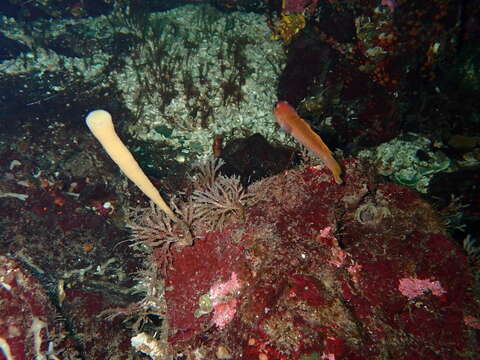 Image of lacy horny sponge