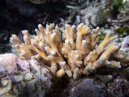 Image of bush coral