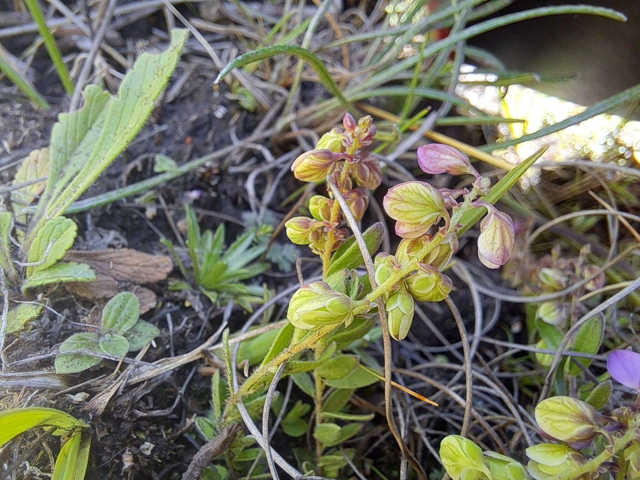 Слика од Polygala rhinostigma Chod.