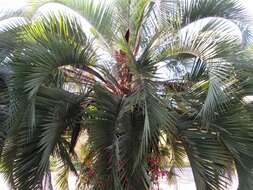 Image of Woolly butia palm