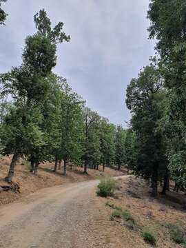 Imagem de Quercus afares Pomel