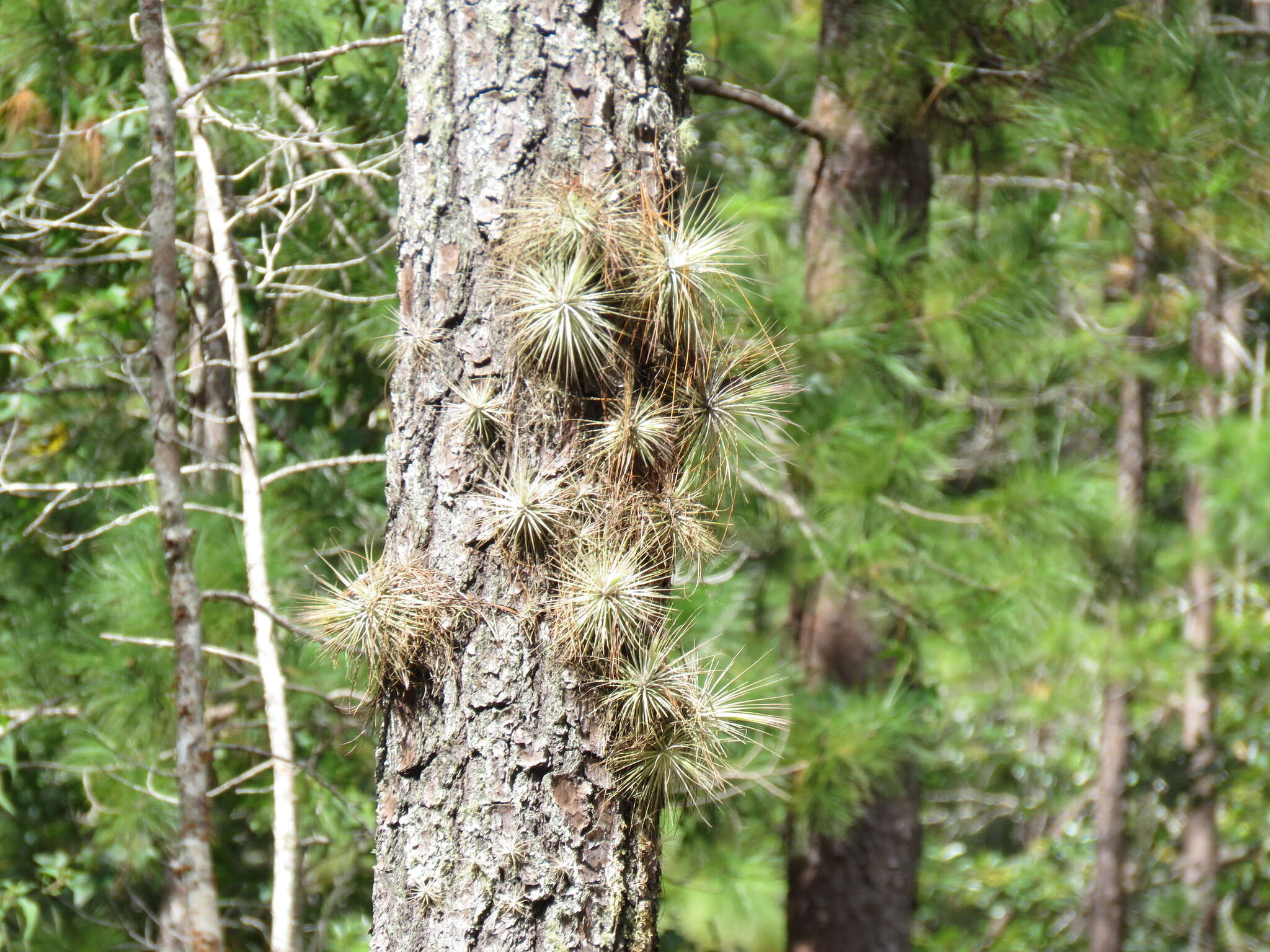 Image of Tillandsia magnusiana Wittm.