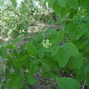 Слика од Commicarpus scandens (L.) Standl.