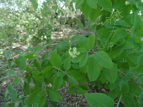 Image of Commicarpus scandens (L.) Standl.