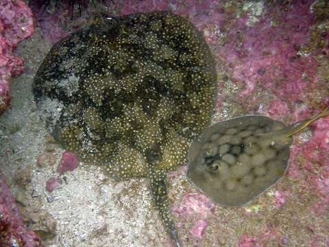 Image of Tumbes Round Stingray