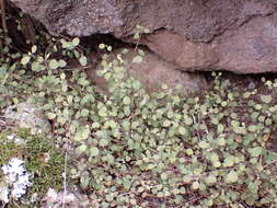 Image of Chenopodium allanii Aellen