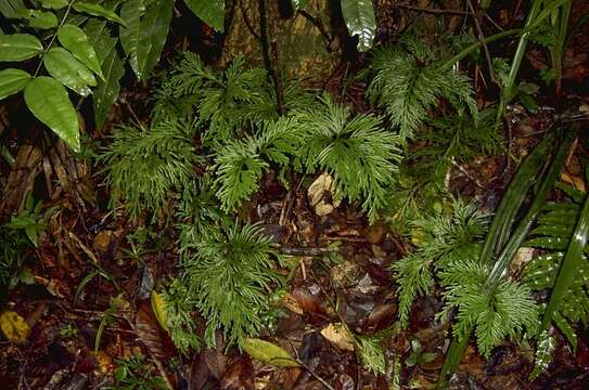 Image of electric fern