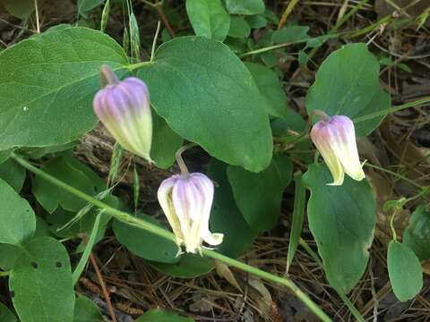 Image of Clematis carrizoensis D. Estes