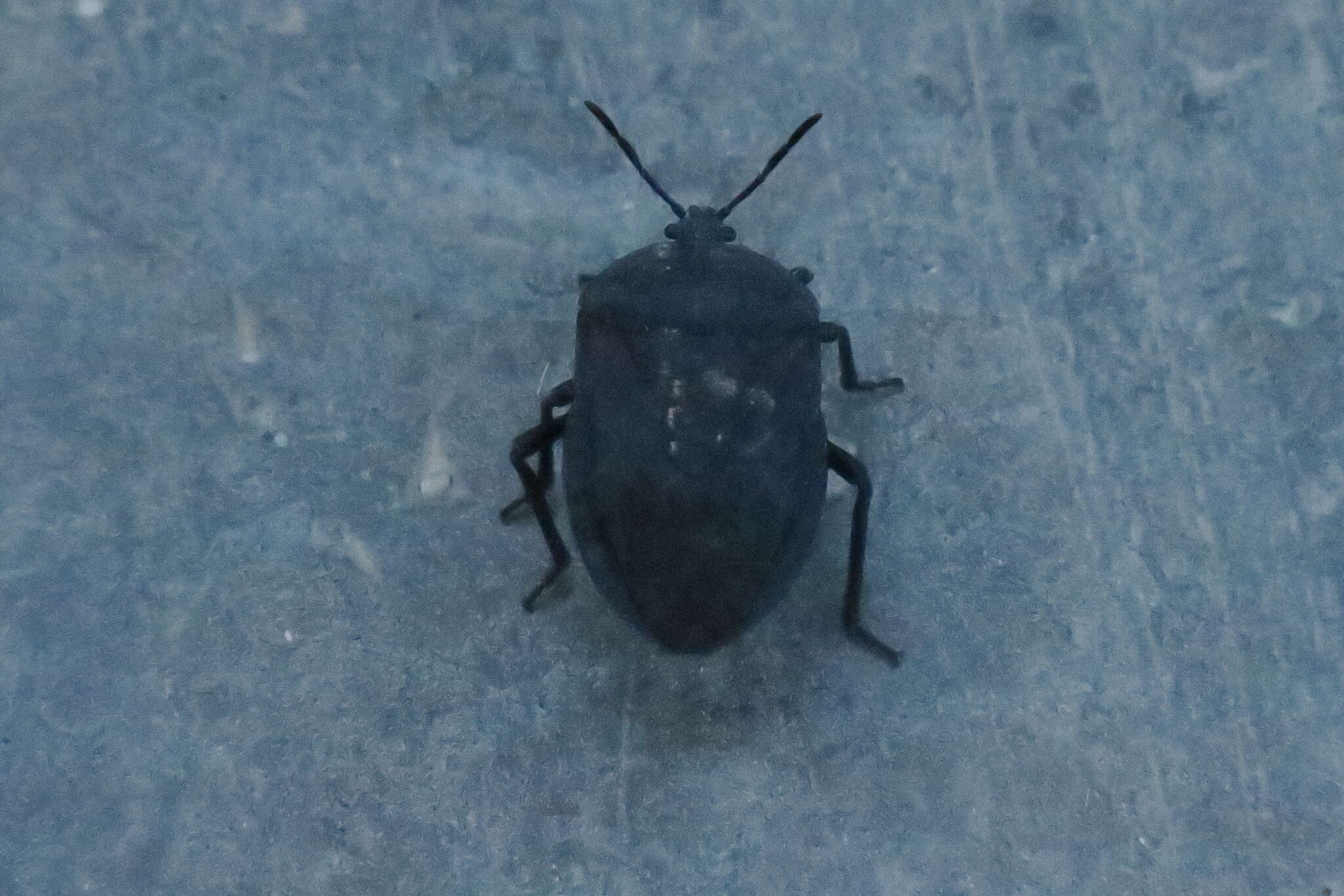 Coridius viduatus (Fabricius 1794)的圖片