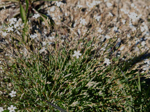 Image of creeping baby's-breath