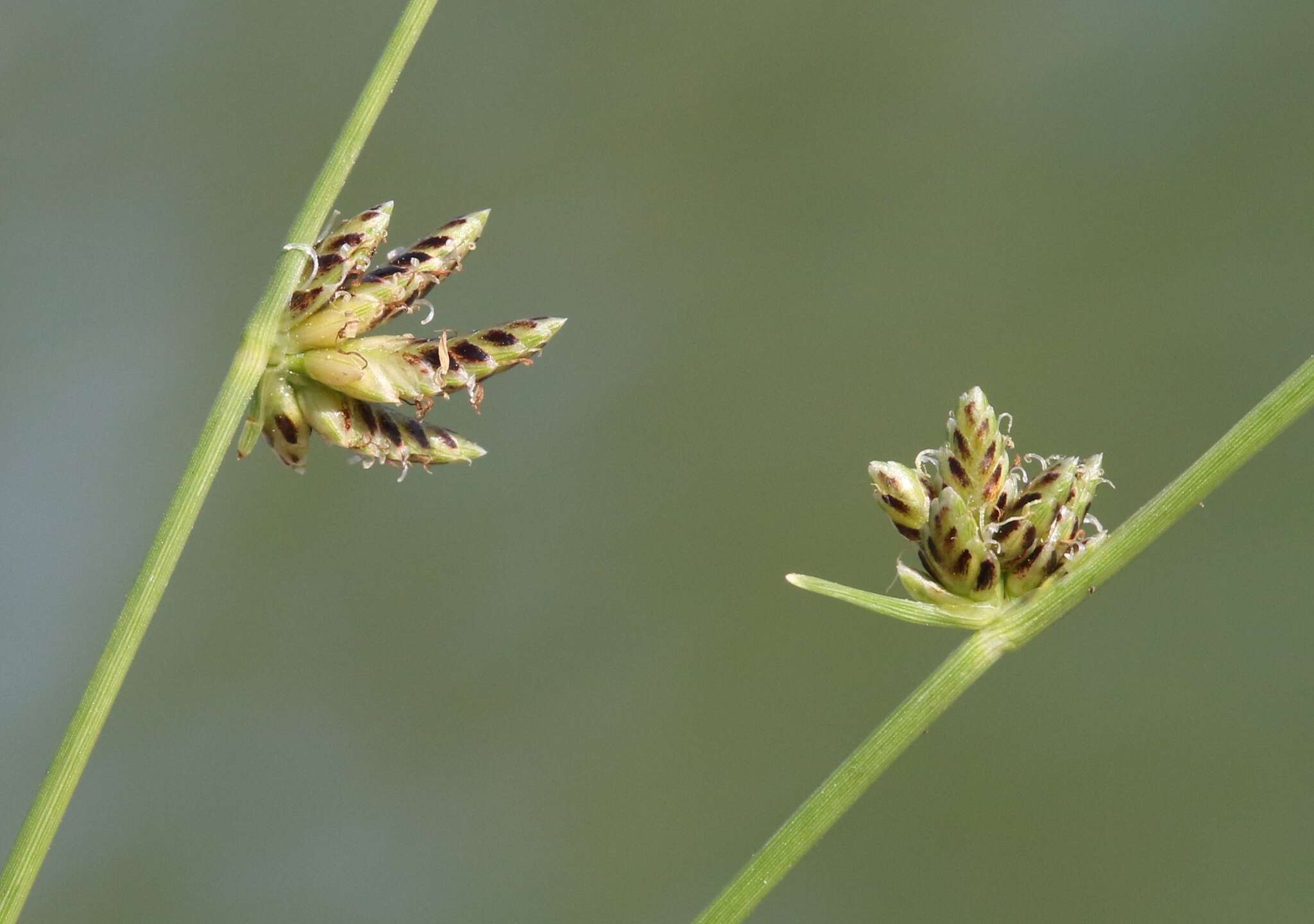 Слика од Cyperus laevigatus L.