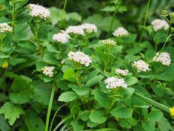 Image of Spiraea betulifolia var. betulifolia