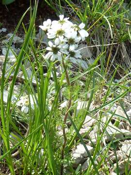 Achillea atrata L. resmi