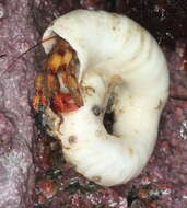 Image of tubeworm hermit crab