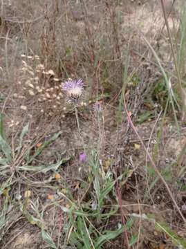 Image of Jurinea longifolia DC.