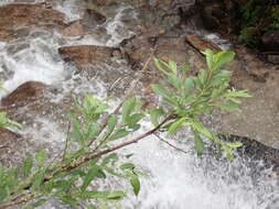 Image of Salix appendiculata Vill.