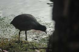 Image of Andean Coot