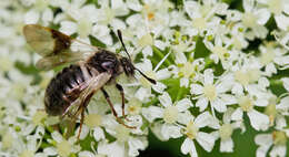 Image of Abia fasciata (Linnaeus 1758)