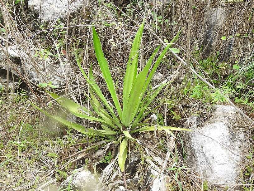 Furcraea guatemalensis Trel.的圖片