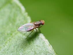 Image of Pomace fly