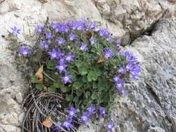 Imagem de Campanula cremnophila