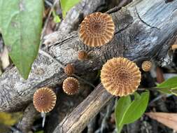 Image de Heliocybe