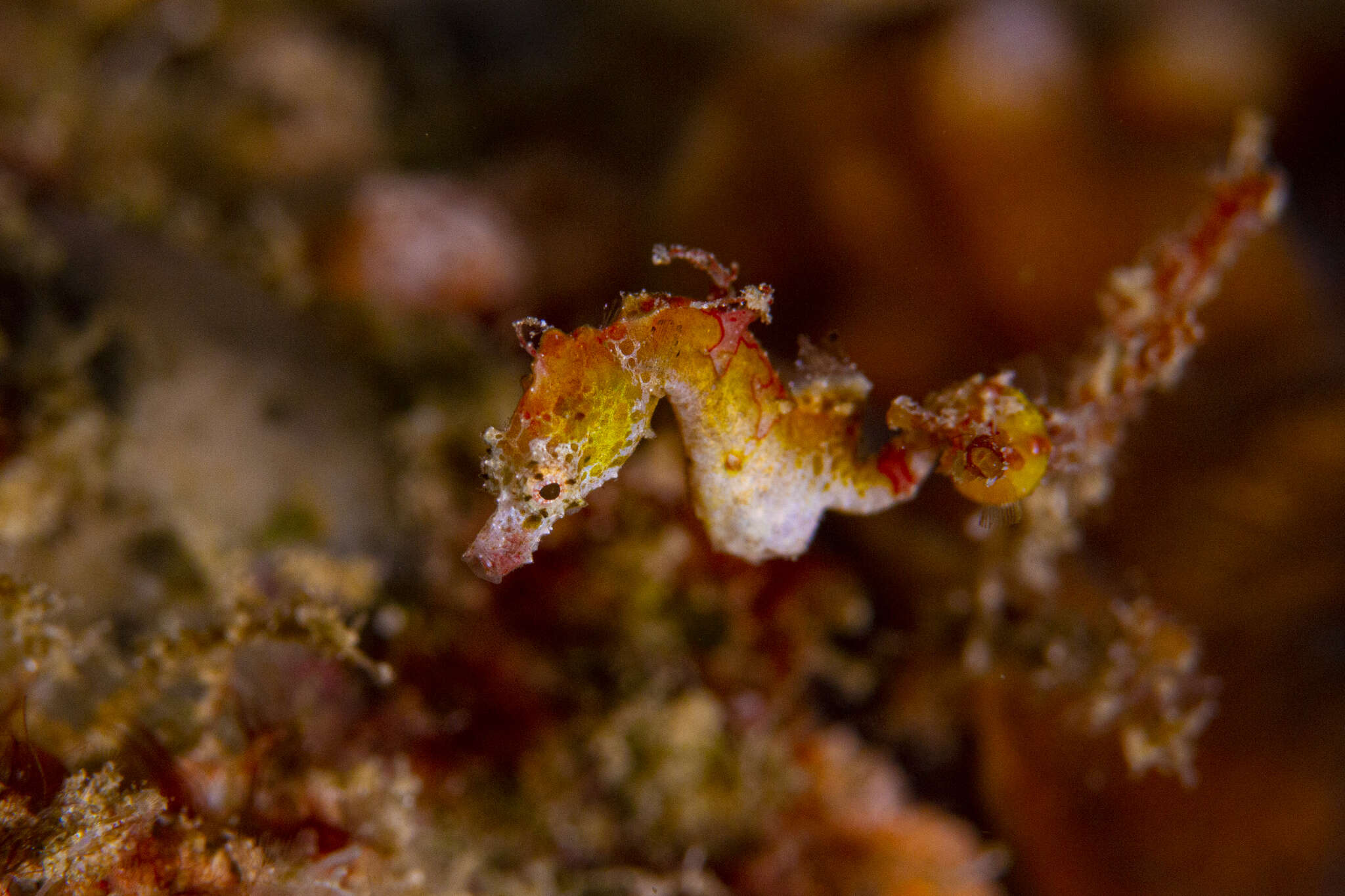 Image of Pontoh`s Pygmy Seahorse