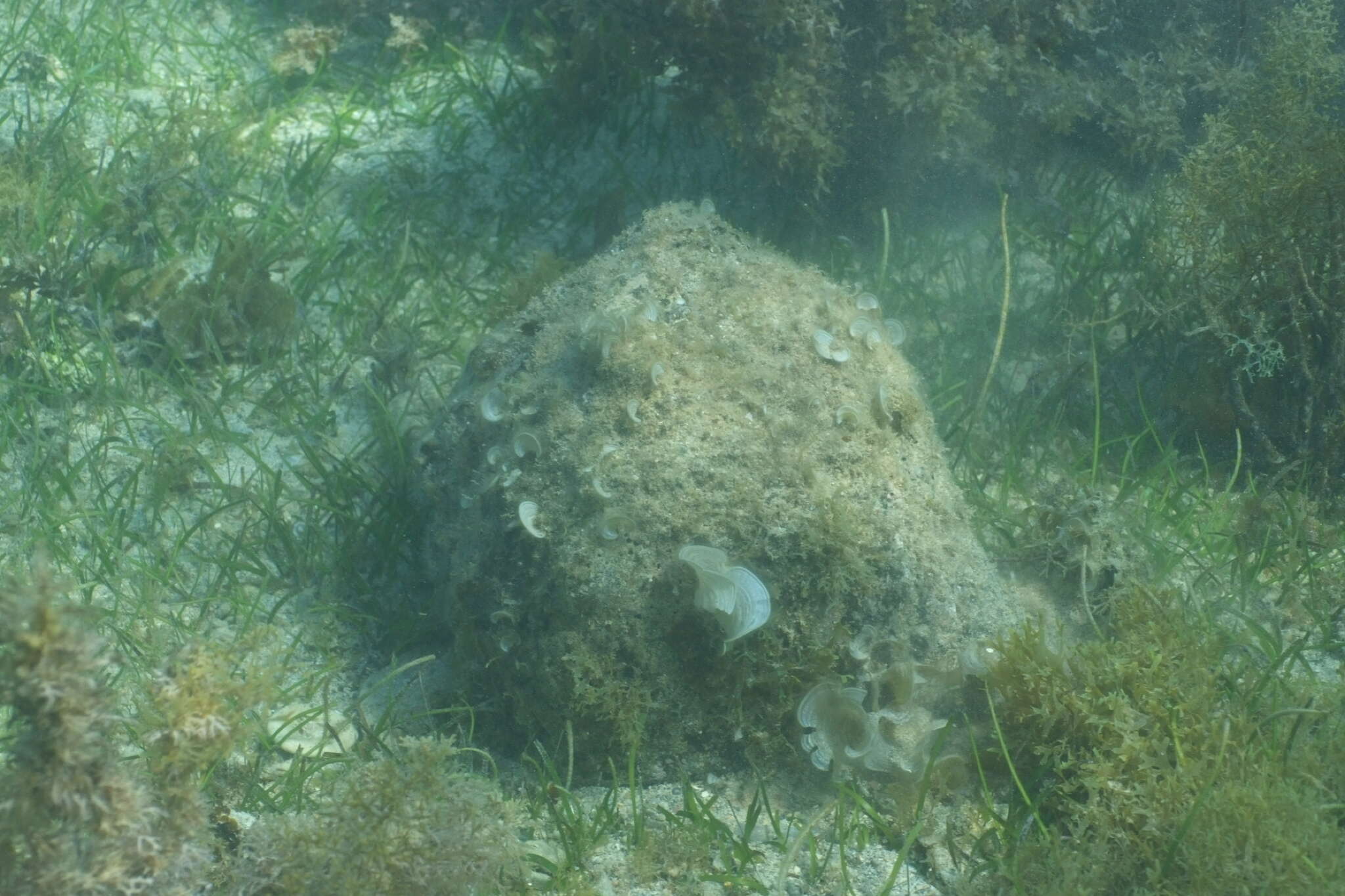 Image of Horned Helmet