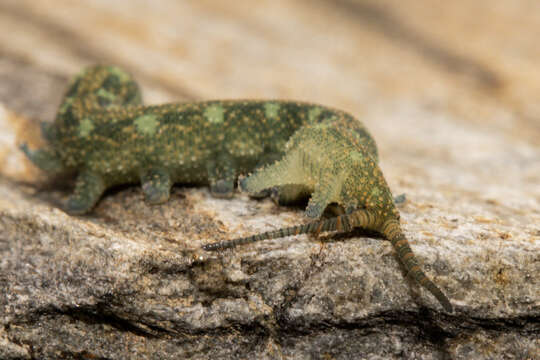 Image of Ooperipatellus viridimaculatus (Dendy 1900)