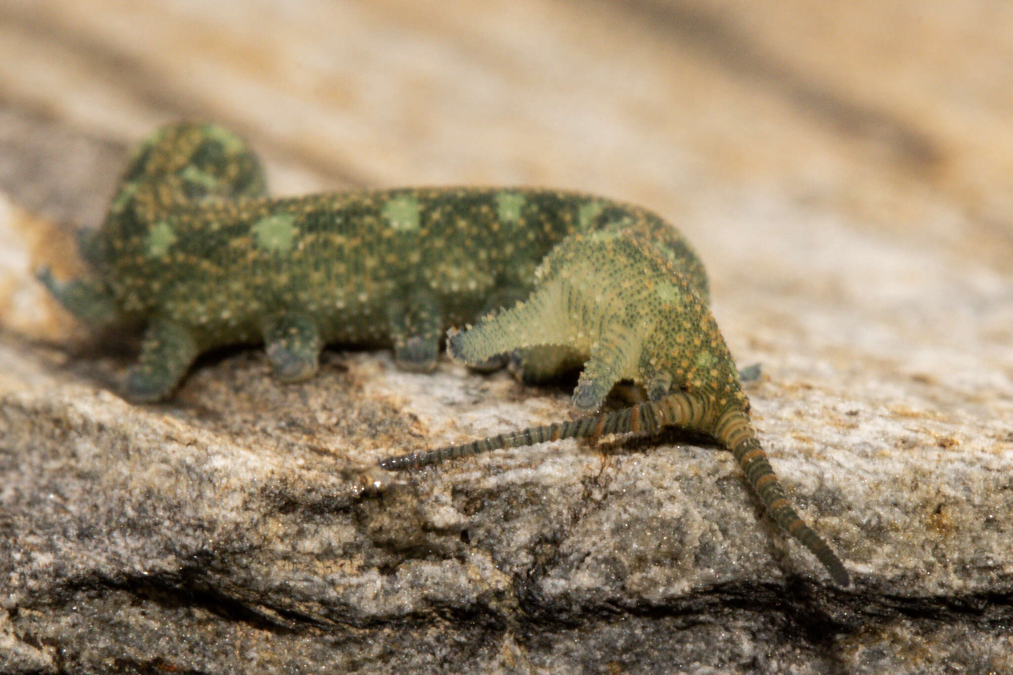 Plancia ëd Ooperipatellus viridimaculatus (Dendy 1900)