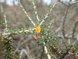 Image of Aspalathus lactea subsp. breviloba R. Dahlgren