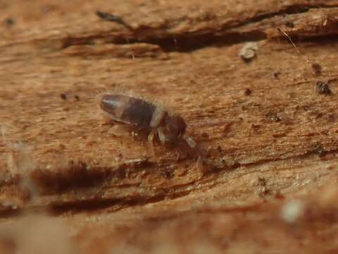 Image of Springtail