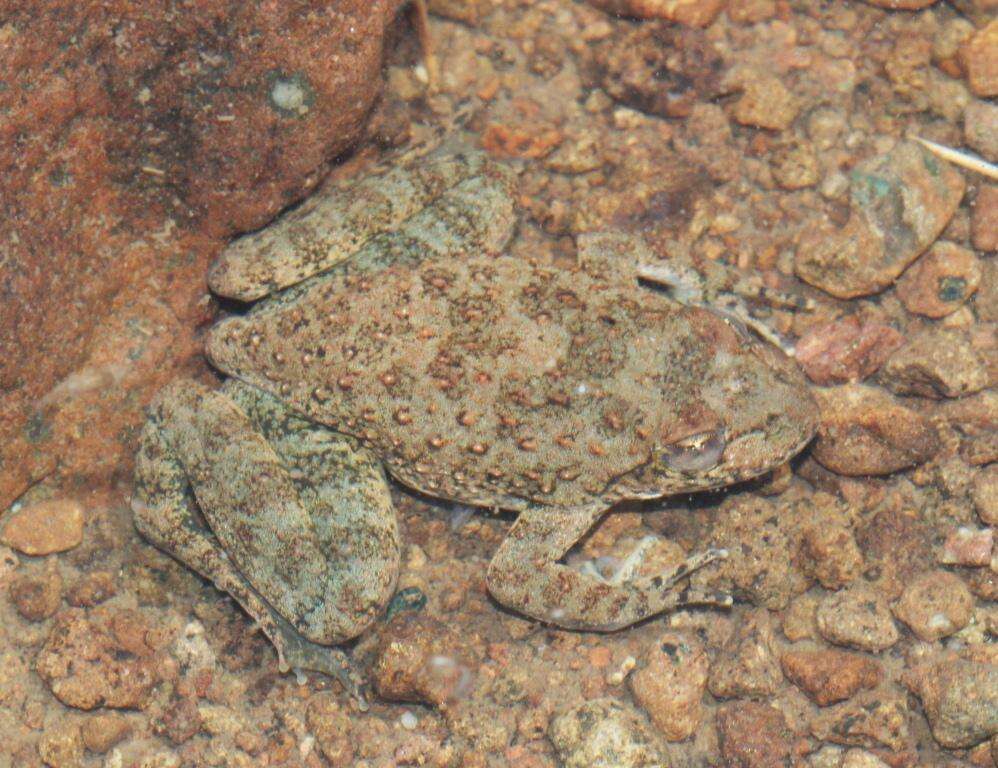 Image of Amietia vertebralis (Hewitt 1927)