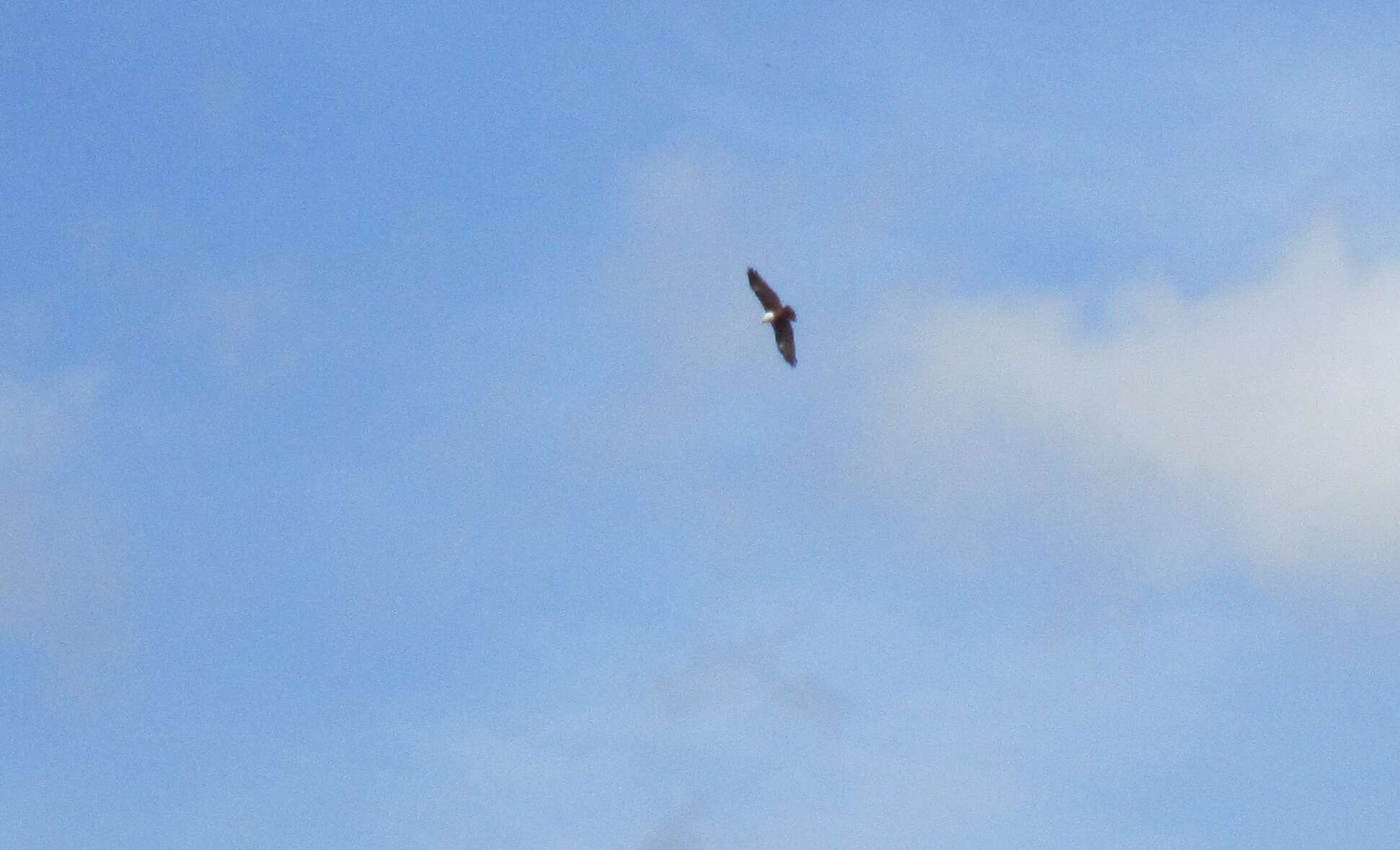 Image of Brahminy Kite