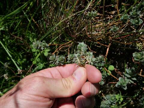 Image of Pimelea barbata C. J. Burrows