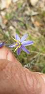 Image of Dianella rara R. Br.