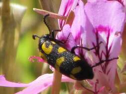 Image of <i>Ceroctis capensis</i>