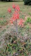 Image of Aloe monteiroi Baker