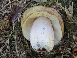 صورة Russula violeipes Quél. 1898