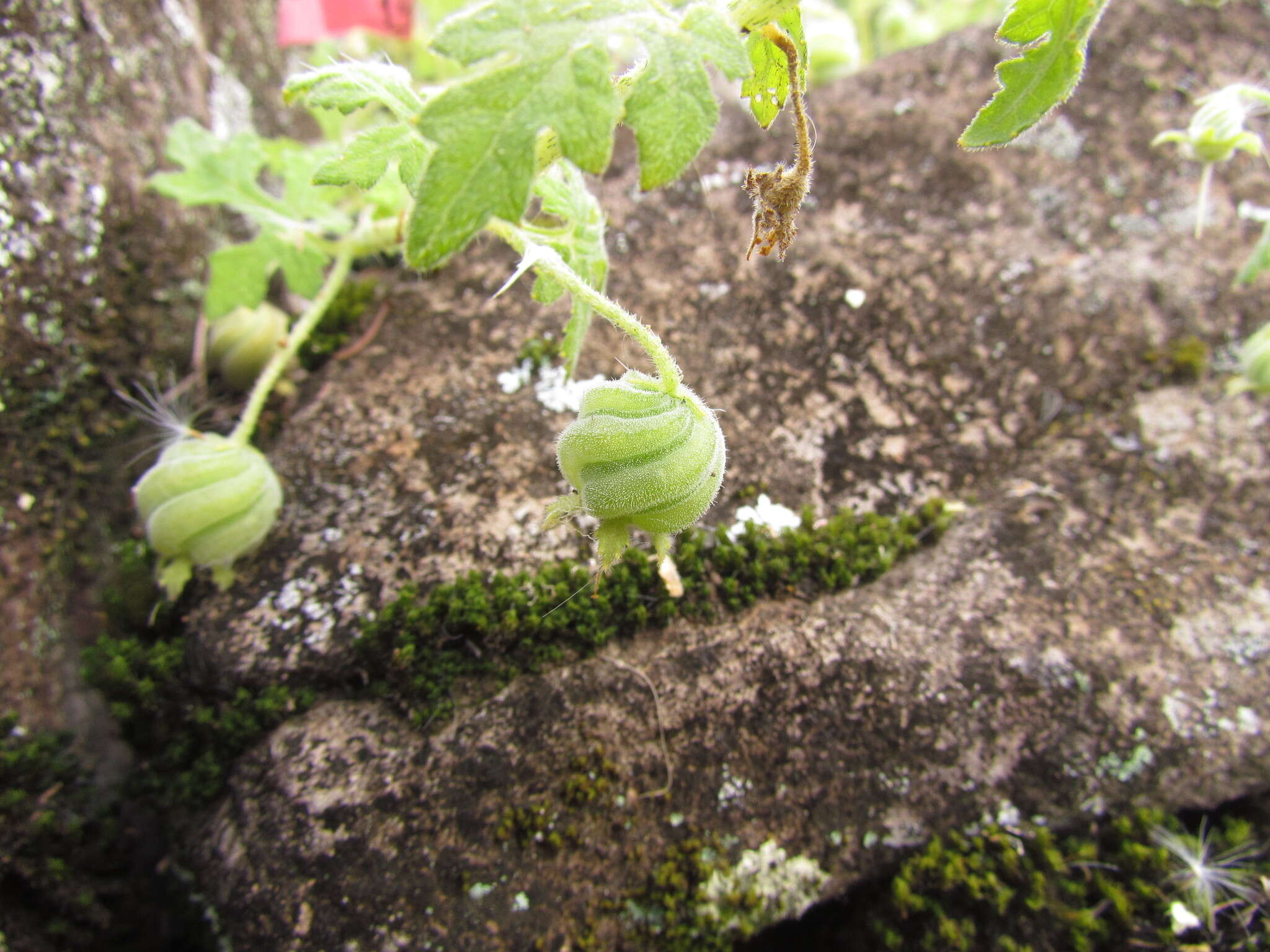 Image of Blumenbachia catharinensis Urb. & Gilg