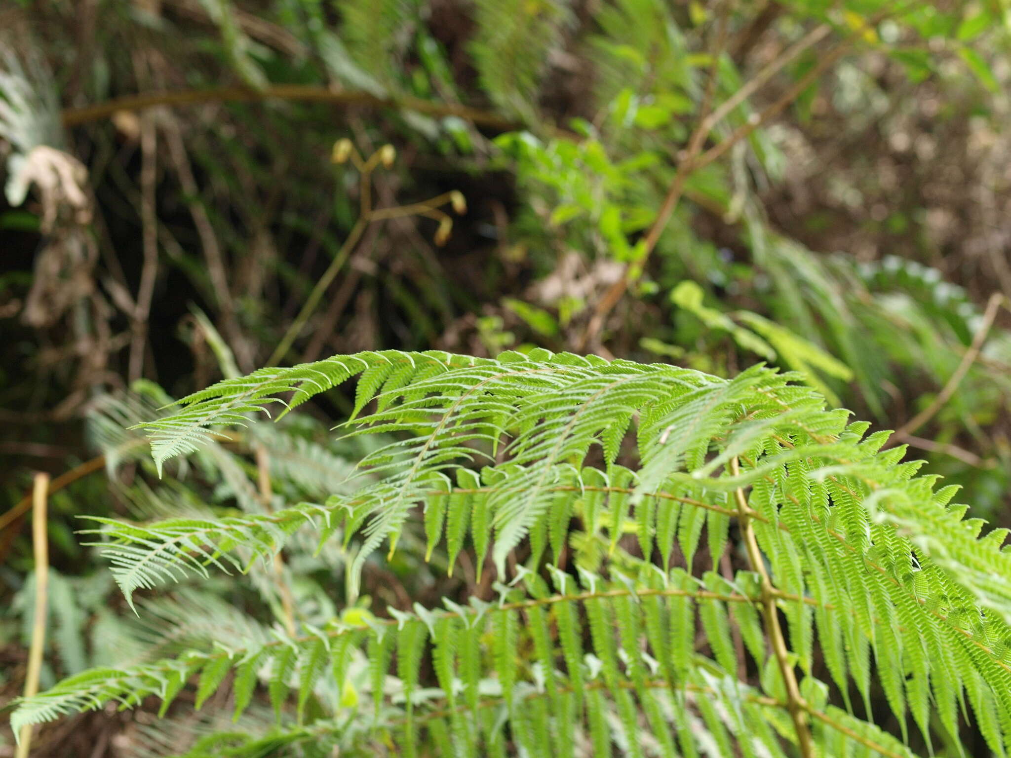 Cyathea conjugata (Spruce ex Hook.) Domin resmi