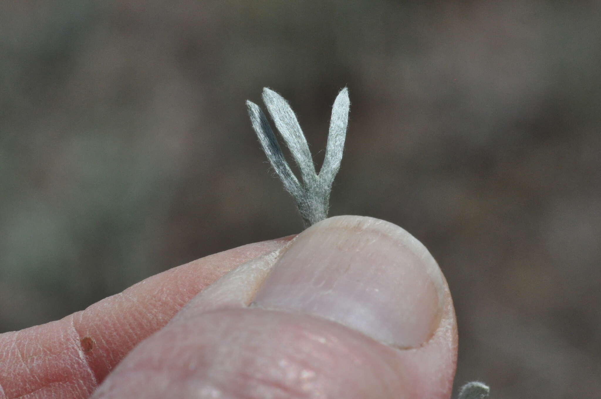 Sivun Artemisia rigida (Nutt.) A. Gray kuva