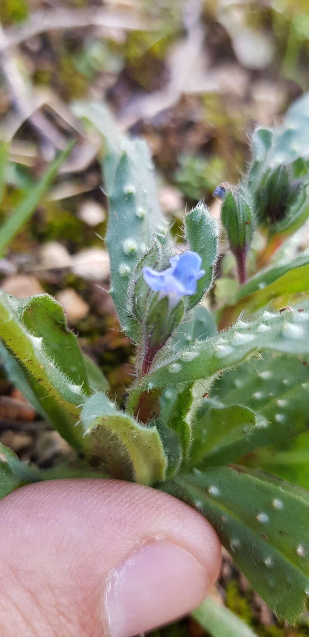 Image of Melanortocarya obtusifolia (Willd.) Selvi, Bigazzi, Hilger & Papini