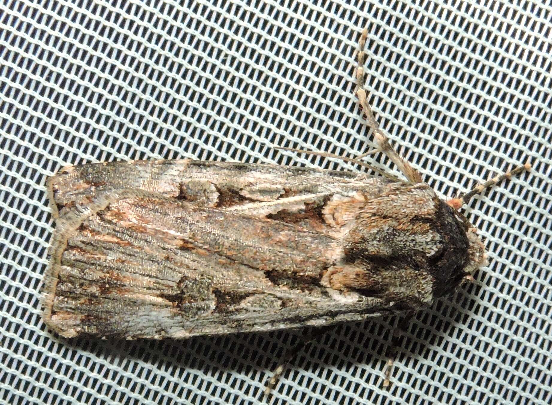 Image of Agrotis munda Walker 1856