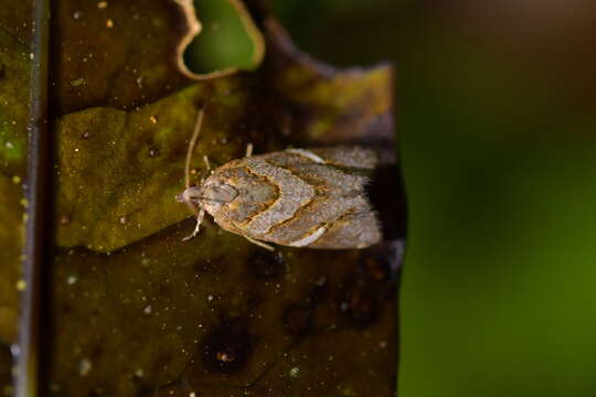 Image of Ecclitica torogramma