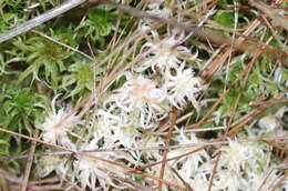 Image of toothed sphagnum