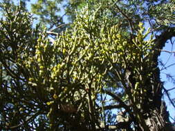 Слика од Phoradendron minutifolium Urb.