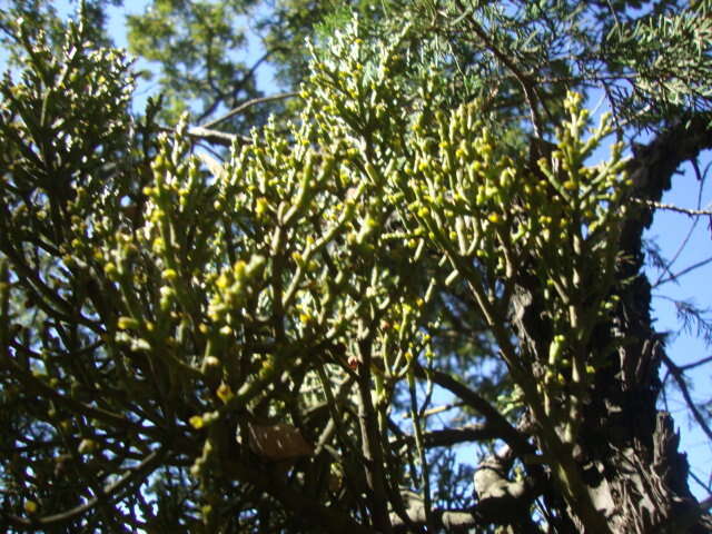 Слика од Phoradendron minutifolium Urb.